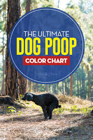 Dog Poop Color Chart The Guide To What It All Means