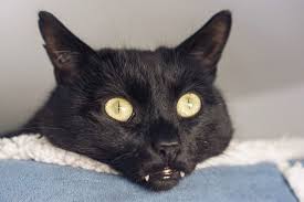 Tooth grinding can be a sign of pain, illness or distress. People On Reddit Noticed How Adorable Tiny Cat Teeth Are And Now We Can T Get