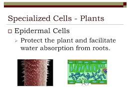 We did not find results for: Specialized Cells Ppt Video Online Download