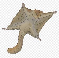Check spelling or type a new query. Flying Squirrel Transparent Hd Png Download Vhv