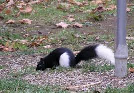 Black And White Squirrel Like Animal Pin By John N Bonnie West On Bust A Nut Unusual Animals Animals Weird Animals