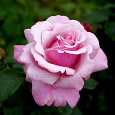 Bouquets, baskets, gifts, gourmet food Heaven Scent 90cm Standard