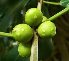 Image result for Ficus craterostoma
