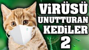 Virusu Unutturacak Konusan Kediler 2 En Komik Kedi Videolari Youtube