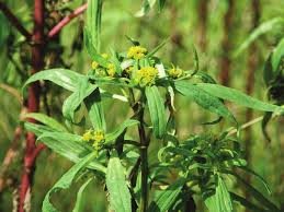 Image result for Flaveria bidentis