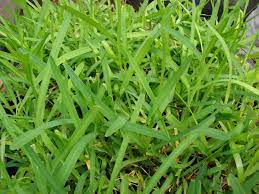 Once your new lawn is installed, you will want to know how to care for new sod grass. How To Care For St Augustine Grass Dengarden