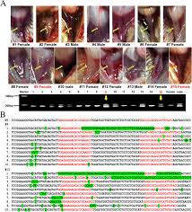 The practice of adopting a false identity online and aiming to begin a relationship. The Y Chromosome Sequence Of The Channel Catfish Suggests Novel Sex Determination Mechanisms In Teleost Fish Springerlink