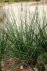 Image result for Maerua juncea