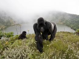 Picture of the Day: Gorillas in the Mist - TwistedSifter