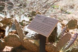 You can choose a cactus pot in sizes that will easily fit the roots. Canyonlandsnps On Twitter Cave Spring Trail At The Needles Is One Of Many Trails In The Park With Plant Identification Signs You Can Take A Short Loop At Cave Spring To Explore