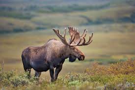 Why Are Moose More Dangerous Than Bears? | Howstuffworks