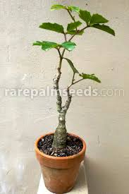 Image result for Cyphostemma quinatum