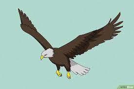 Nama sainsnya ialah pandion haliacetus,. Halaman Download Gambar Lukisan Burung Helang Cikimm Com