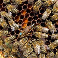 To learn more about italian honey bees click here. Queen Bees For Sale In Essex Happy Bees Local Essex Honey