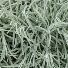 Image result for Helichrysum decorum
