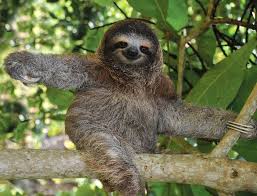Costa Rica Sloth Wildlife Forest Tree Animal With Images Rainforest Animals Sloth Photos Amazon Rainforest Animals