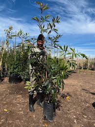 Image result for Cunonia