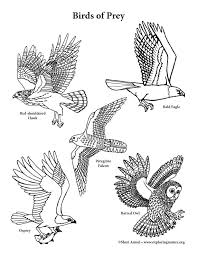 Birds Of Prey Pictures Color And Learn About Birds Of Prey On Exploringnature Org Coloring Pages Turtle Coloring Pages Frog Coloring Pages