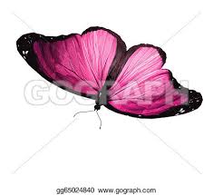 105 pink celestina butterfly art print by amy kirkpatrick. Stock Illustration Pink Butterfly On White Background Clipart Drawing Gg65024840 Gograph