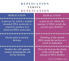 What Is The Difference Between Replication And Duplication Of Dna Pediaa Com Guidance Counseling Medical Knowledge Medical Laboratory