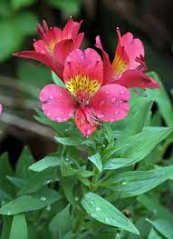 Alstroemeria Alstroemeria Peruvian Lilies Lily Plants