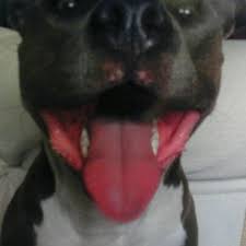 They always seem to have a friendly staff who remembers me & my dog when we come in, as well as a good selection of foods & supplies. Pet Food Express Corporate Headquarters Office In Oakland