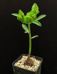 Image result for Euphorbia platycephala