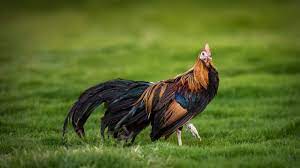 Pollo Phoenix La Raza Fenix