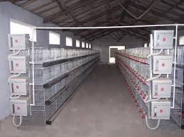 Modern house plans feature lots of glass, steel and concrete. Pictures Of Poultry Pen House Design Layout In Nigeria Poultry Farm Poultry Farm Design Farm Layout