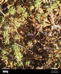 Image result for Trianthema salsoloides