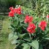 It is also information, photos, educational videos, plant. 1
