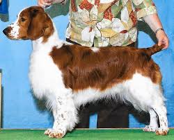 Common coat colors are black and white, liver and white, blue or liver roan, or tricolor. Puppies Available Fox River Spaniels
