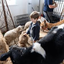 The small petting zoo offers a sweet group of animals with funny personalities and adorable shaky tails for your private, social event. Petting Zoo Hire Petting Zoos For Parties Corporate Events Fly By Fun