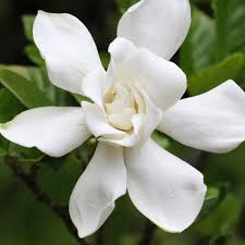 Image result for Gardenia volkensii