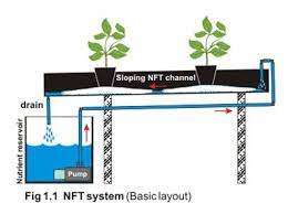 The R D Tax Credit Aspects Of Urban Agriculture Aquaponics Urban Agriculture Aquaponics System