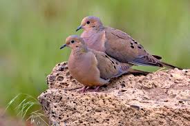 Image result for mourning dove