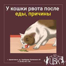 pin na doske uhod za domashnimi zhivotnymi