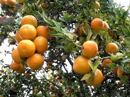 Fruit Names A Z With Pictures Fruit Names Beginning With W