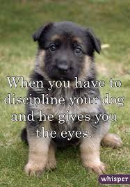 Most german shepherd puppies can begin training at about 8 weeks of age. When You Have To Discipline Your Dog And He Gives You The Eyes Dogs German Shepherd Dogs Dogs And Puppies