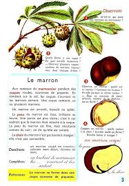 Lecons De Choses Le Marron Lecon De Choses Ce1 Marrons