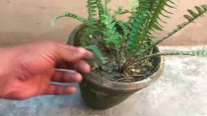 The fern needs medium, indirect sunlight. How To Grow Boston Fern Care And Tips Top Indoor Plant For Air Purification Youtube