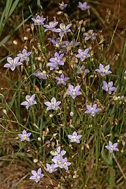 Image result for Wahlenbergia androsacea