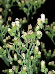 Image result for Erigeron sumatrensis