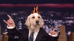 Check spelling or type a new query. 14 Dogs Who Think They Re People Gifs The Dog People By Rover Com