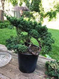How to prune an overgrown juniper. Pruned And Wired This Blue Star Juniper Recently Didn T Want To Do Too Much To Start So The 3 Branches Gives It A Pretty Interesting Look Any Suggestions On Styling Bonsai