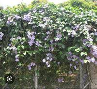 Image result for Thunbergia gossweileri