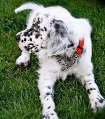 English setter puppies for sale in pa. 900 English Setter Puppies Ideas In 2021 English Setter Puppies English Setter Puppies