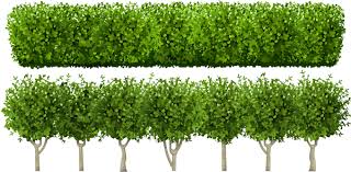 A touch of greenery can really please note: Know Your Plants Choose The Right Trees And Shrubs East Lang Landscaping