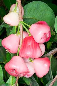 Syzygium Aqueum Monaco Nature Encyclopedia Fruit Mother Plant Fruit Trees
