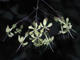 Image result for Clerodendrum rotundifolium